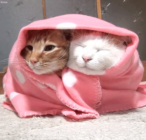 cat cold blanket
