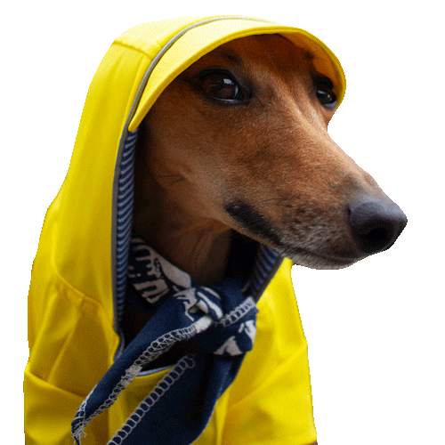 Italian Greyhound Dog Sticker for iOS & Android GIPHY