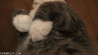 Why Do Male Cats Have Nipples? Uncovering the Mysteries of Cat Anatomy