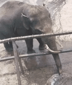 Elephant helps in cooling his buddy camel in animals gifs