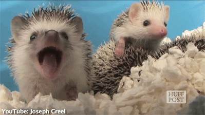 Hedgehog Yawn GIF