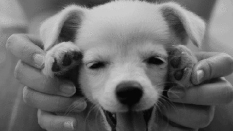 Cute Puppy best Gif