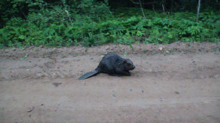 Beavers GIF - Find & Share on GIPHY