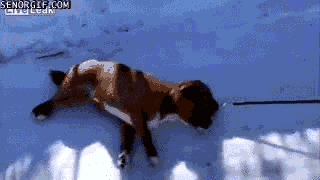 Cheezburger animals dog snow playing
