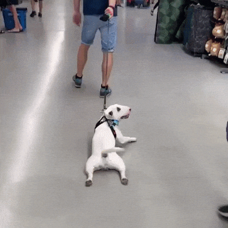 This dog is not fan of walking in funny gifs