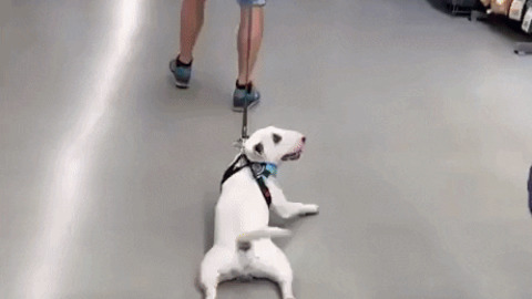 This dog is not fan of walking