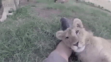 Just a cute lion in funny gifs