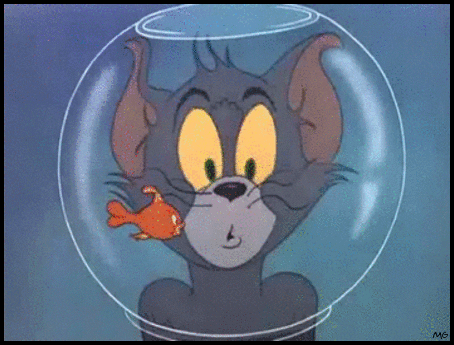 Image result for fishbowl gif