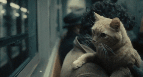 Cat Train GIF - Find & Share on GIPHY