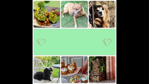 giphy.gif