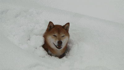 Funny Dog GIF - Find & Share on GIPHY