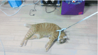 gato sendo arrastado
