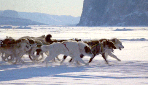 Image result for sled dog race gif