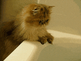 Wet GIF Find Share On GIPHY