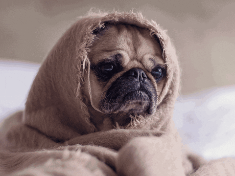 Pug GIFs - Find & Share on GIPHY