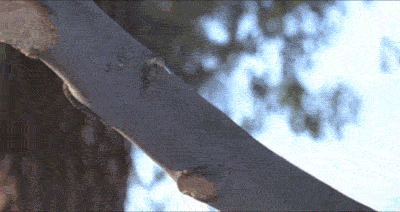 giphy.gif