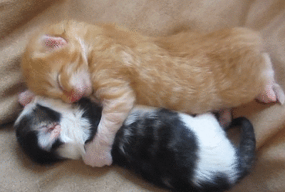 Gif of two very cuddly and very sleep cats yawning