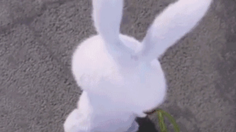 Rabbit GIF - Find & Share on GIPHY