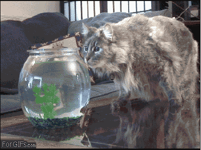 Cat Medicine GIF - Find & Share on GIPHY