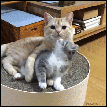 Love GIF - Find & Share on GIPHY