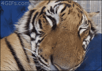 Tiger Sleeping GIF - Find & Share on GIPHY