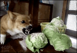 Angry Dog GIF - Find & Share on GIPHY