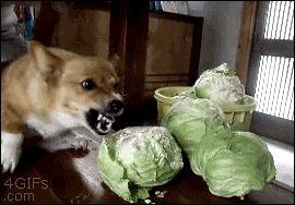 Corgi Is Angry with the Cabbage on Table