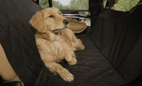 Waterproof Dog Car Seat Cover + Free Seatbelt Hooks, Leash & Dog Toy –  Essentials World