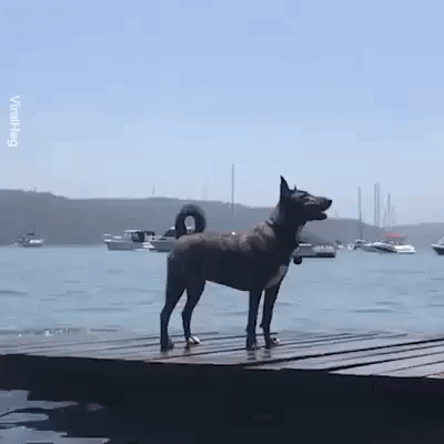 Is this a new water Pokemon in funny gifs