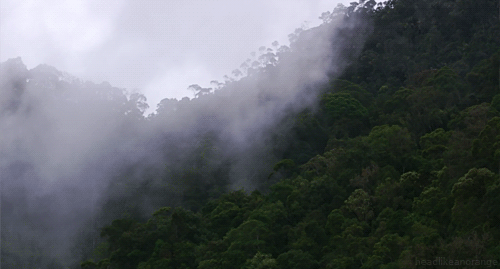 Indonesia Rainforest GIF - Find & Share on GIPHY