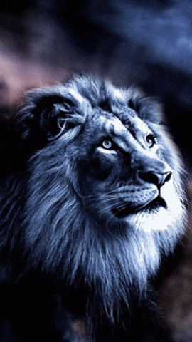 Lions GIFs - Find & Share on GIPHY