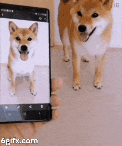 How to Pose for Pictures Like a Pro | Shibakoma Shiba Inu Dog Strikes Poses