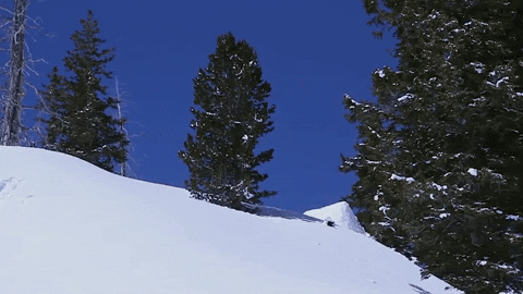 giphy.gif