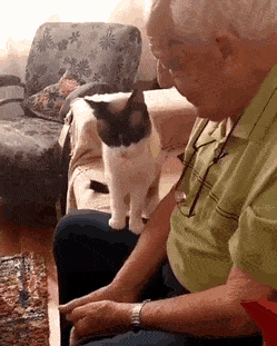 Cat Taps Grandpa to Pet Him Blessed Aww Cute Mood