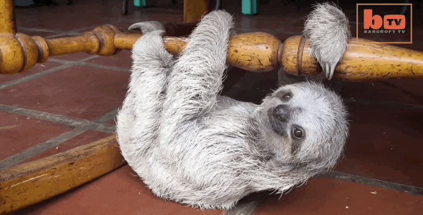 animated sing and twerk sloth
