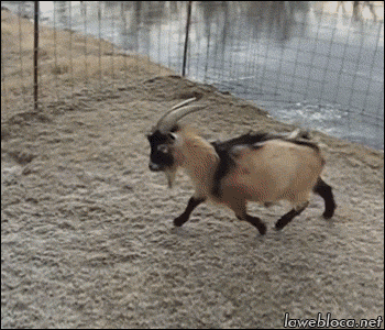 animals ice goat slides cabra