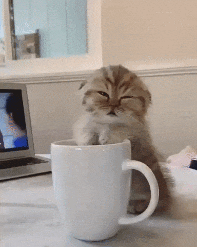 How to Wake Up When Feel Sleepy | Orange Tabby Kitten Holding a Cup of Coffee is Gorggy, So Sleepy
