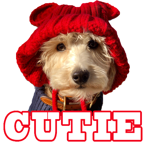 Dog Max Sticker for iOS & Android GIPHY