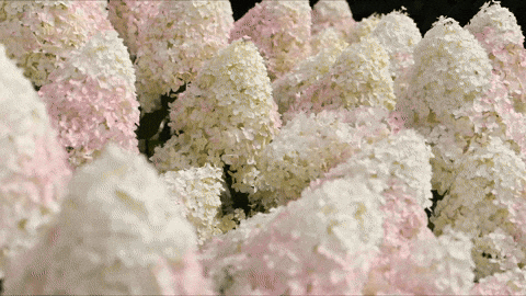 Living Creations GIF