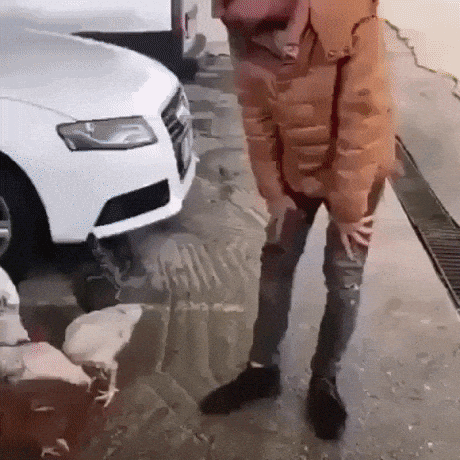 Picking chicks gone wrong in funny gifs