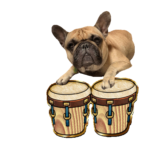 French Bulldog Drums Sticker for iOS & Android GIPHY