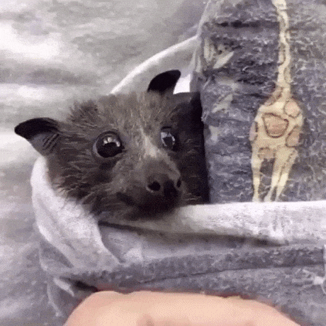 Baby bat eat strawberry in animals gifs
