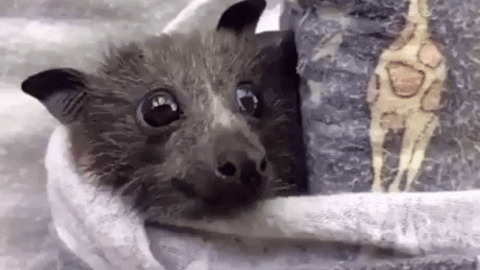 Baby bat eat strawberry GIF