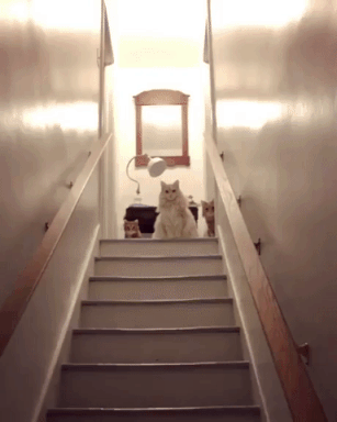 You shall not pass these cats in animals gifs