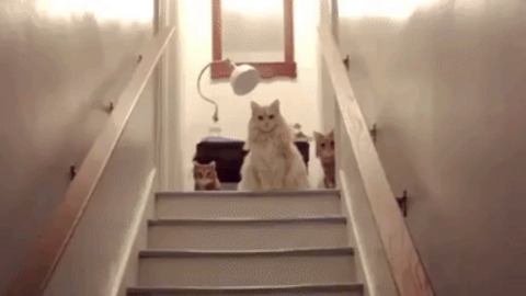 You shall not pass these cats gif