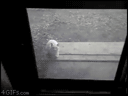 Cat Door GIF - Find & Share on GIPHY