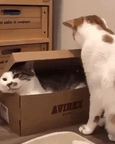 Time to ship you catto in cat gifs