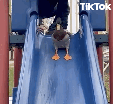 Duck sliding down a slide