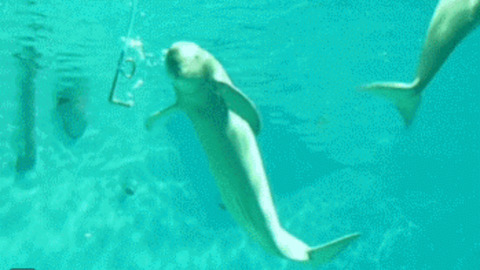 Dolphin showing tricks