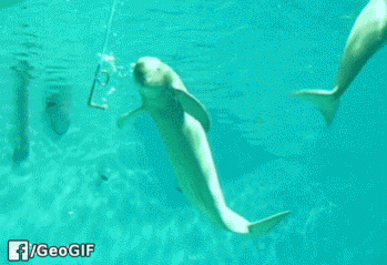 Dolphin showing tricks in wow gifs